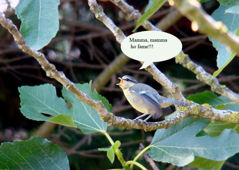 Avifauna humor